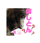 神戸弁のトイプードル仁＆礼です（個別スタンプ：2）