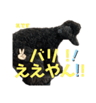 神戸弁のトイプードル仁＆礼です（個別スタンプ：4）