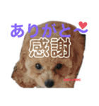 神戸弁のトイプードル仁＆礼です（個別スタンプ：12）