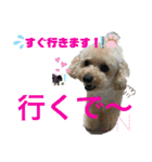 神戸弁のトイプードル仁＆礼です（個別スタンプ：16）