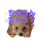 神戸弁のトイプードル仁＆礼です（個別スタンプ：21）