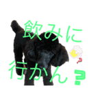 神戸弁のトイプードル仁＆礼です（個別スタンプ：23）