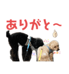 神戸弁のトイプードル仁＆礼です（個別スタンプ：24）
