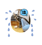 カピ猫スタンプ（個別スタンプ：1）