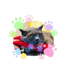 カピ猫スタンプ（個別スタンプ：2）