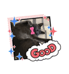 カピ猫スタンプ（個別スタンプ：3）