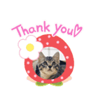 カピ猫スタンプ（個別スタンプ：4）