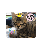 カピ猫スタンプ（個別スタンプ：6）