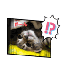 カピ猫スタンプ（個別スタンプ：8）