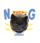 カピ猫スタンプ（個別スタンプ：10）