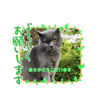 カピ猫スタンプ（個別スタンプ：11）