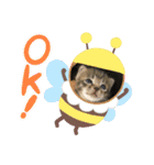 カピ猫スタンプ（個別スタンプ：12）