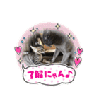 カピ猫スタンプ（個別スタンプ：14）