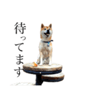 柴犬はんぞう（個別スタンプ：1）