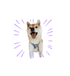 柴犬はんぞう（個別スタンプ：2）