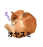 柴犬はんぞう（個別スタンプ：4）