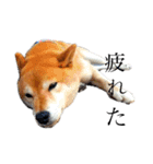 柴犬はんぞう（個別スタンプ：5）