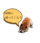柴犬はんぞう（個別スタンプ：7）