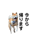 柴犬はんぞう（個別スタンプ：8）