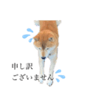 柴犬はんぞう（個別スタンプ：9）