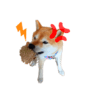 柴犬はんぞう（個別スタンプ：11）