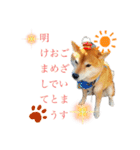 柴犬はんぞう（個別スタンプ：12）