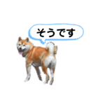柴犬はんぞう（個別スタンプ：13）
