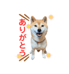 柴犬はんぞう（個別スタンプ：15）