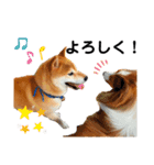 柴犬はんぞう（個別スタンプ：16）