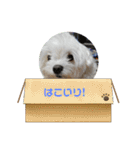 マルル   一言   編（個別スタンプ：2）