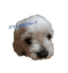 マルル   一言   編（個別スタンプ：4）