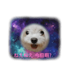 マルル   一言   編（個別スタンプ：8）
