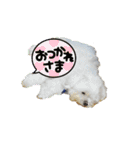 マルル   一言   編（個別スタンプ：39）