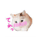 猫のしぃちゃん（個別スタンプ：3）
