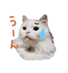 猫のしぃちゃん（個別スタンプ：6）