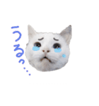 猫のしぃちゃん（個別スタンプ：8）
