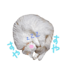 猫のしぃちゃん（個別スタンプ：13）