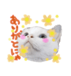 猫のしぃちゃん（個別スタンプ：15）