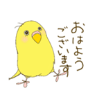 毎日使える☆セキセイインコ I（個別スタンプ：1）