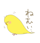 毎日使える☆セキセイインコ I（個別スタンプ：34）