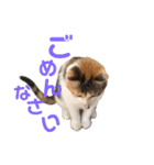 もと野生のねこ（個別スタンプ：3）