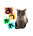 もと野生のねこ（個別スタンプ：5）