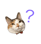 もと野生のねこ（個別スタンプ：6）