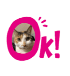 もと野生のねこ（個別スタンプ：7）