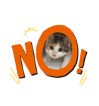 もと野生のねこ（個別スタンプ：8）
