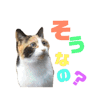 もと野生のねこ（個別スタンプ：9）