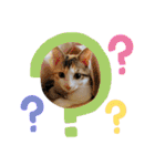 もと野生のねこ（個別スタンプ：11）