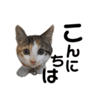 もと野生のねこ（個別スタンプ：12）