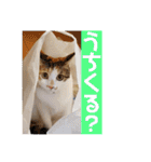 もと野生のねこ（個別スタンプ：14）