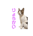 もと野生のねこ（個別スタンプ：16）